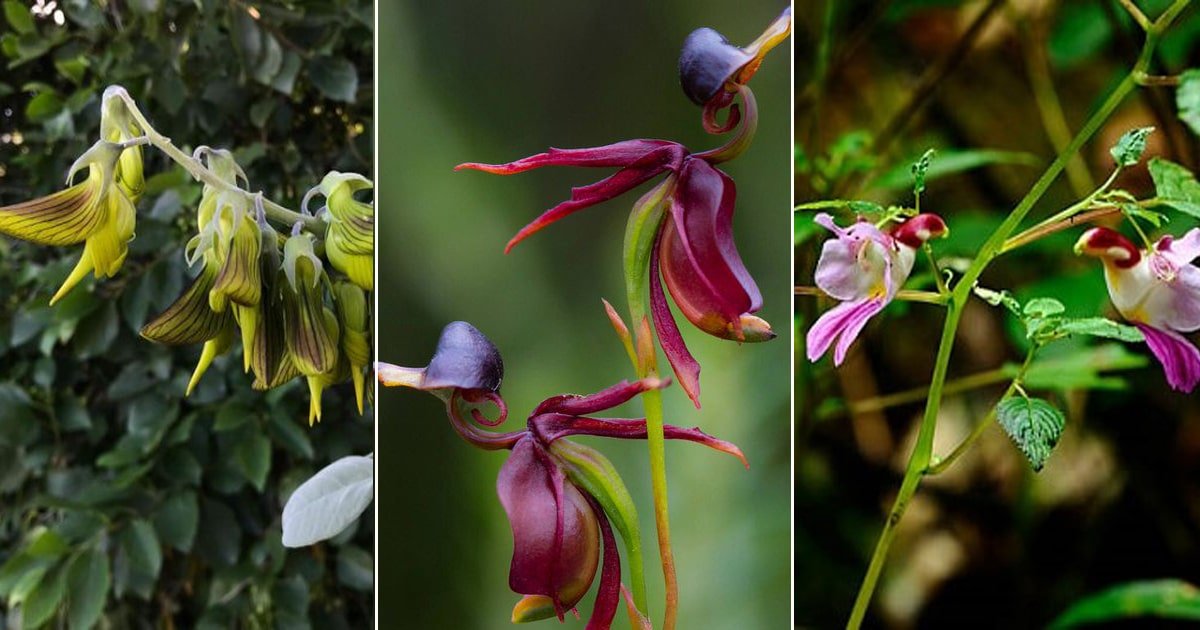 Unique Resemblance: 5 Flowers That Look Like Birds - Southside Blooms