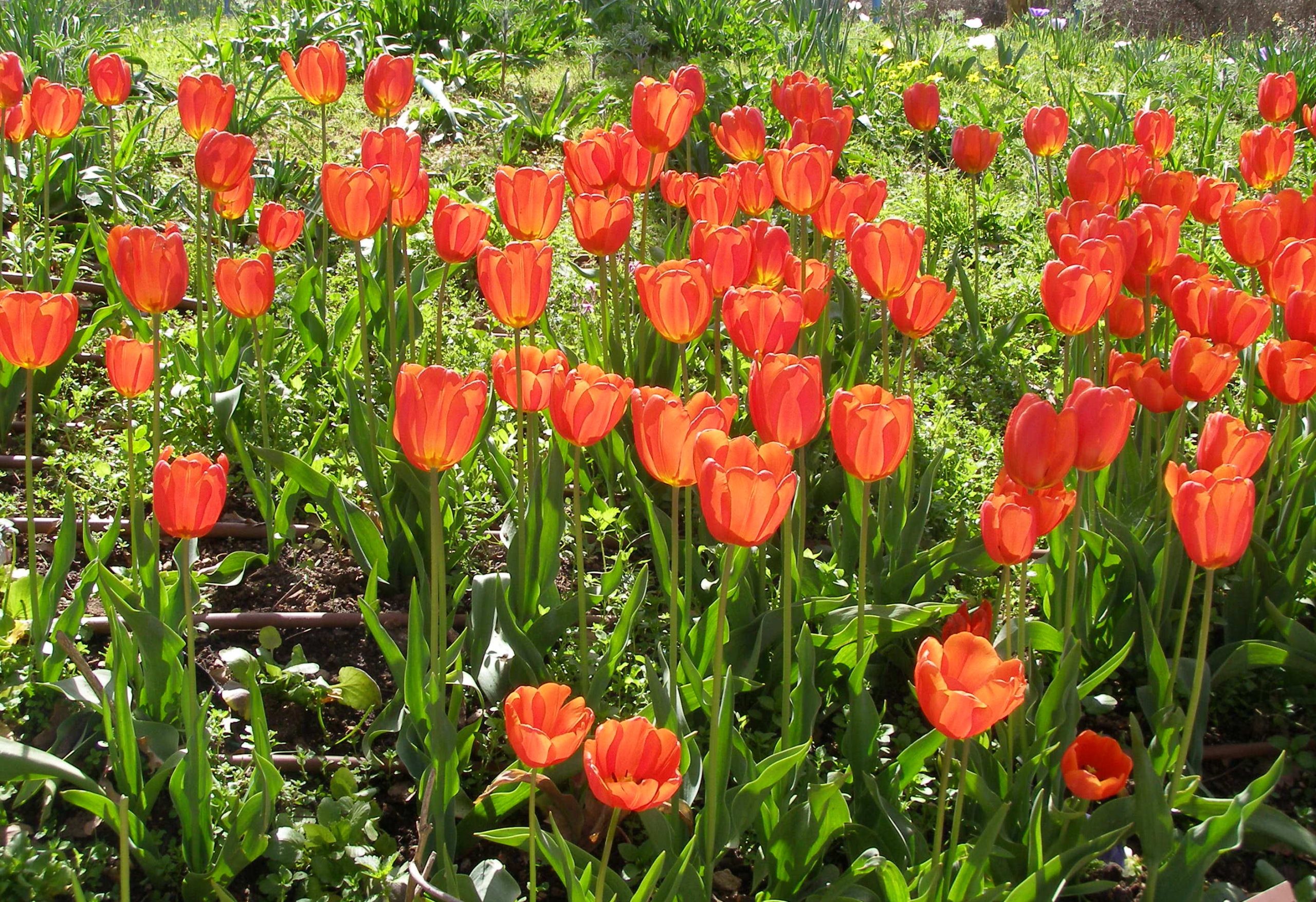 Fresh Tulip Delivery
