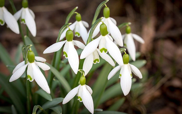 The Flower of Hope: Symbolizing Resilience and Optimism