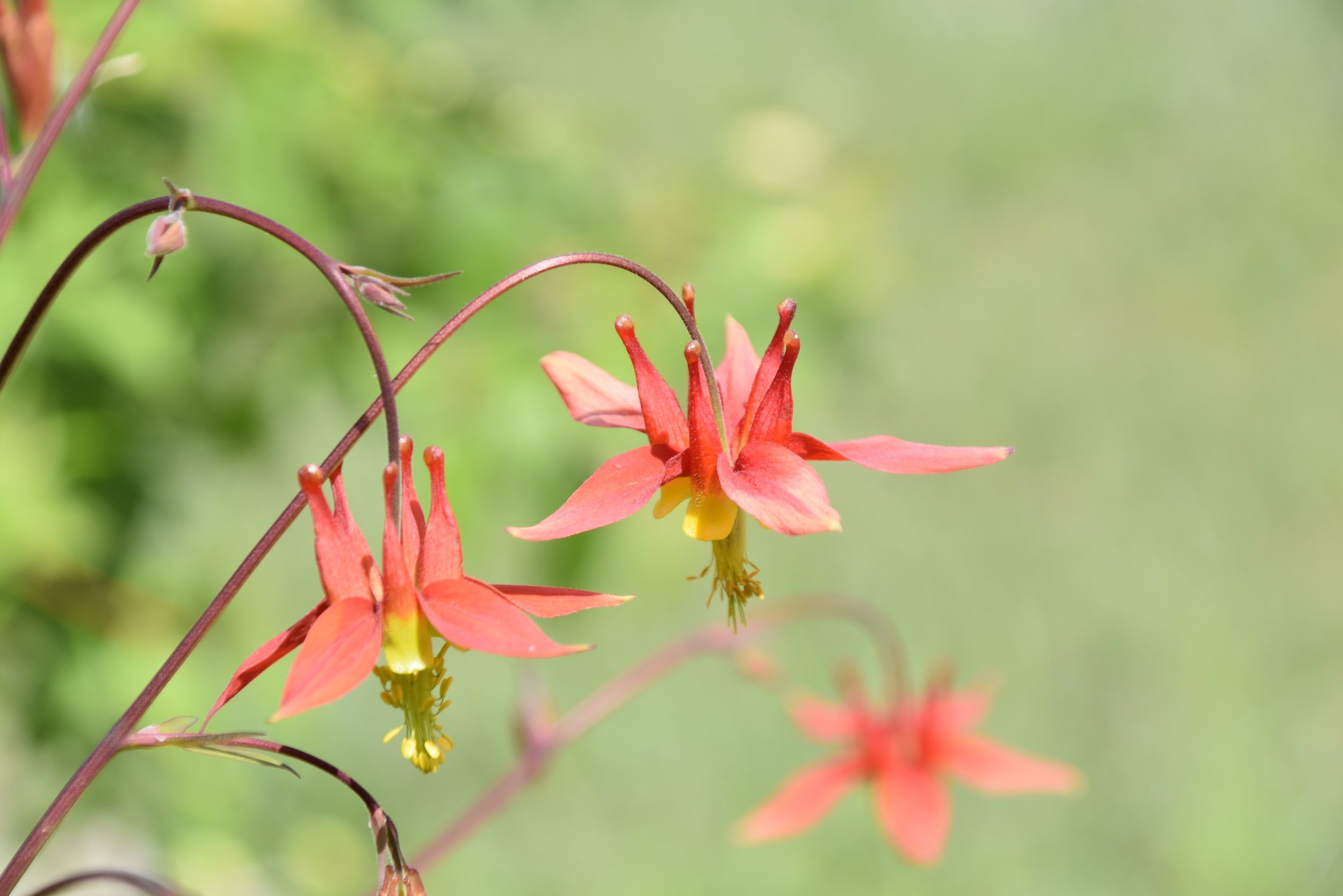 What flowers do hummingbirds like? Southside Blooms