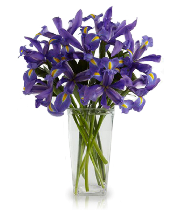 Iris flower Meaning and Symbolism - What do iris colours mean