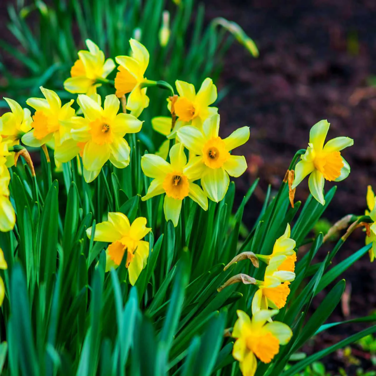 Fun Facts Of Daffodil Flowers