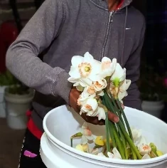 chicagoecohouseflorals-story