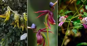 flowers that look like birds