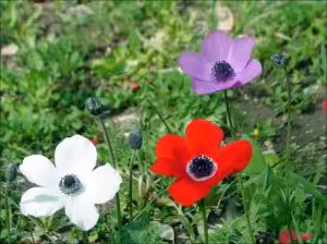 lilies of the field biblical flowers