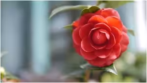 middlemist red camellia rare flower
