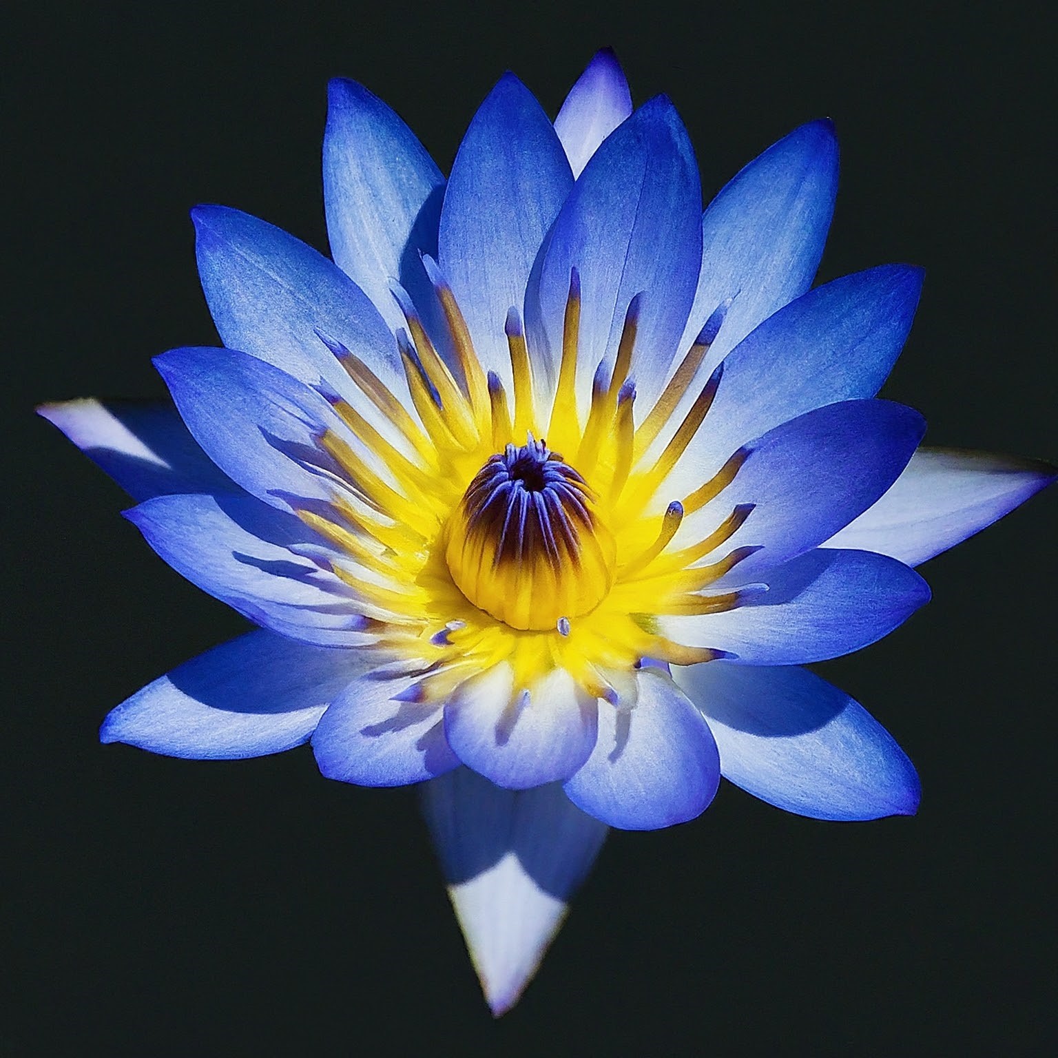 Blue Lotus Flower Guide: Symbolism \u0026 Easy Growing Tips - Southside Blooms, image size:1536x1536