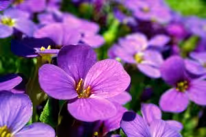 illinois state flower violet