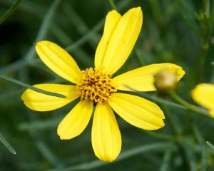 The Flower of Hope: Symbolizing Resilience and Optimism