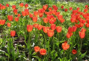 Fresh Tulip Delivery