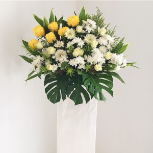 Sympathy Plant