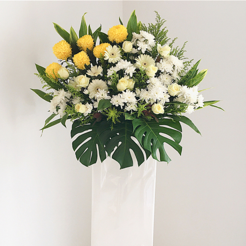 Sympathy Plant