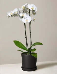 Orchid Flower Bouquets