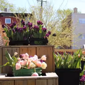 Outdoor scene of vibrant tulips in planters on wooden steps.