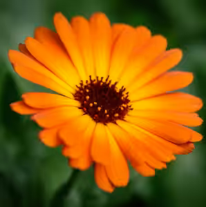 Orange marigold in full bloom with layered petals and a dark center