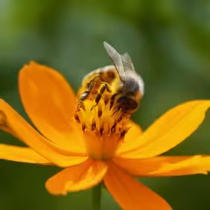 bees pollinating flowers