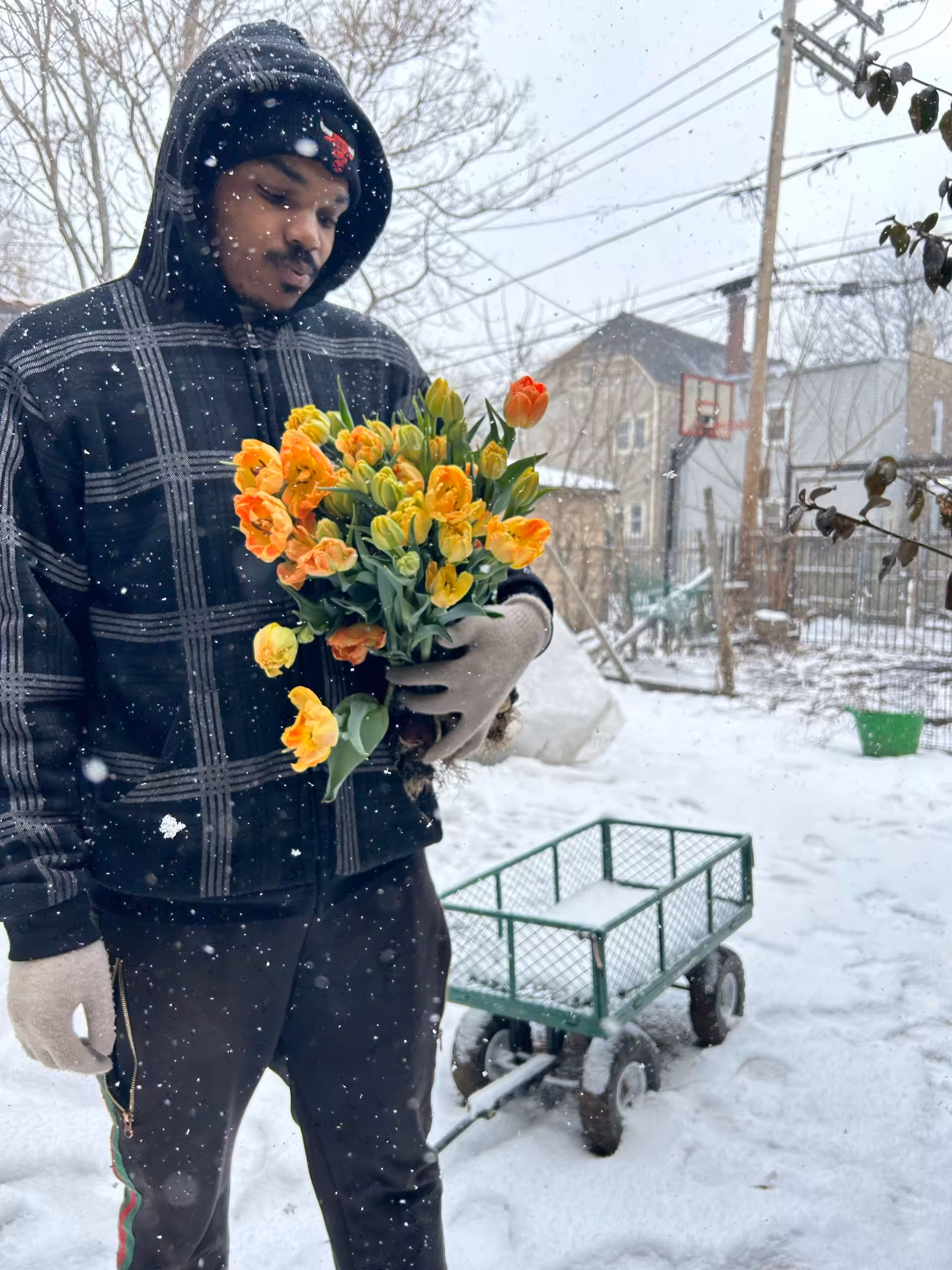 IMG_0947_Original Person in a winter coat and gloves holds a bouquet of vibrant orange and yellow flowers, standing in a snowy yard with a green cart behind them.