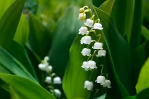 May Birth Flower (Lily of the Valley)